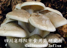 离褶伞栽培技术全攻略 菌种选择、培育要点与行业资源整合