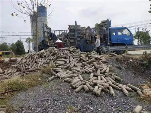 引联带扶种菌菇，安陆董榨走出特色致富路