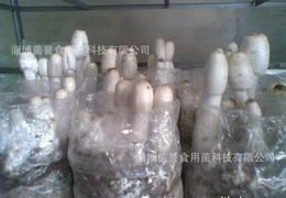 食用菌菌种供应全攻略 从批发、价格到进出口的详细指南