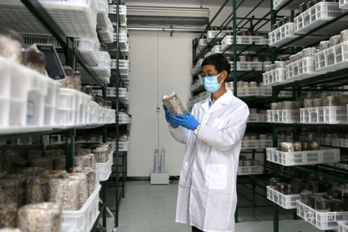 庆阳食用菌基地自主研发液体菌种获突破，成功实现首次接种
