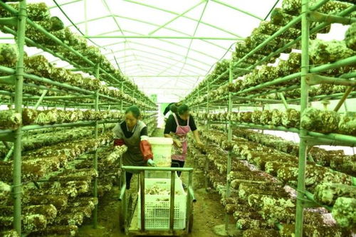 助农团团丨发展食用菌产业，以菌种进出口撑起乡村“致富伞”