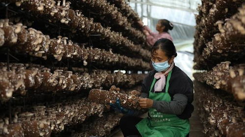 施甸县创新菌种全产业链发展模式 认领、回购、售种与助销助推食用菌产业国际化