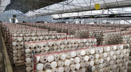 水城奇迹 一座菌种场与亿元级的食用菌产业崛起