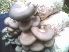 河北菌种供应与食用菌技术培训及进出口服务全解析