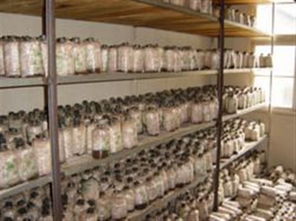 庆元县食用菌科研中心 香菇菌种“庆元9015”与“花菇939”产品报价及进出口业务解析