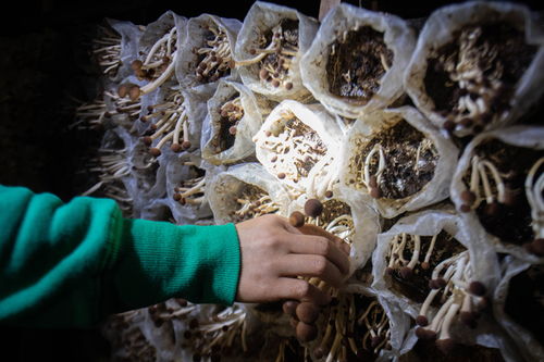 家门口的扶贫产业复工忙，食用菌菌种进出口激活乡村经济新动能