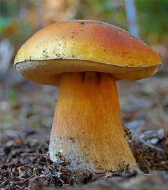 市医院专家传授 腾冲人必知的食用菌子武林秘籍与菌种进出口须知