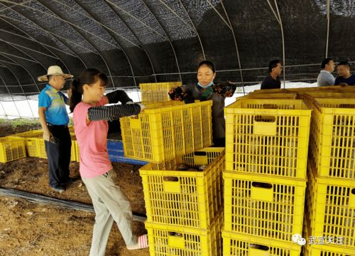 菌香飘官禄 小小食用菌撬动脱贫大产业，菌种进出口拓新途