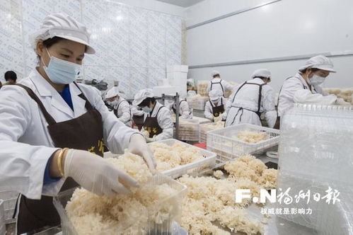 “万菇之王”绣球菌在罗源栽培成功，推动食用菌菌种进出口新篇章