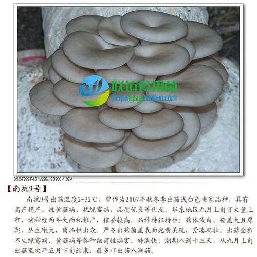 食用菌菌种 二级种 秋冬浅白平菇优质品种