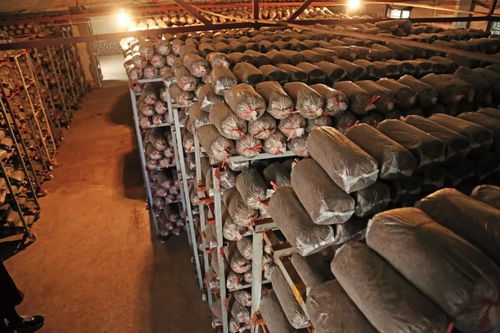 振兴乡村，呼唤青春力量 为江阴新农人打call