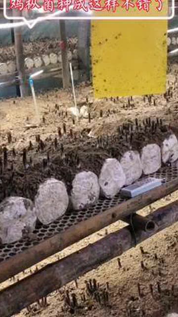 业余栽培鸡枞菌的非技术员之路